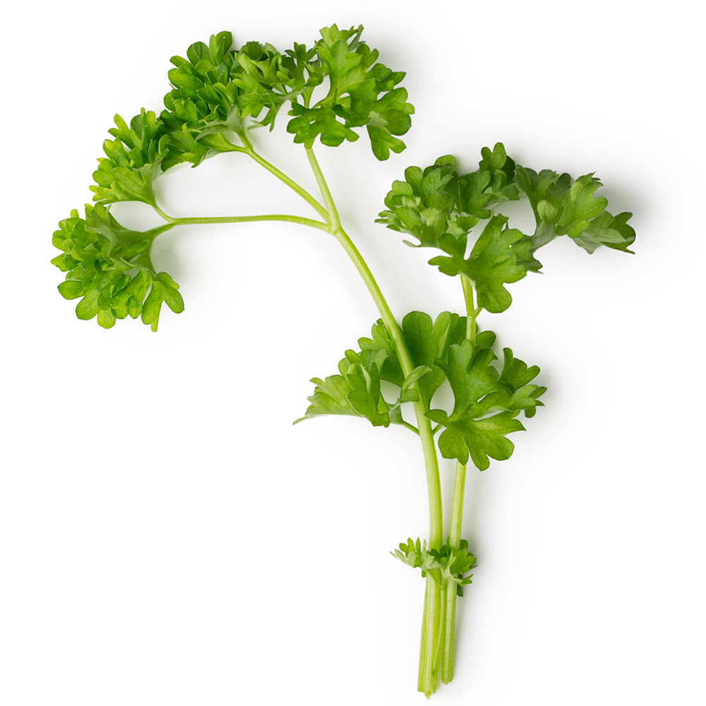 parsley fresh - how to chop fresh parsley